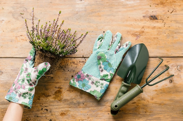 De persoon dient handschoenen in plantend bloempot met het tuinieren hulpmiddel op houten bureau