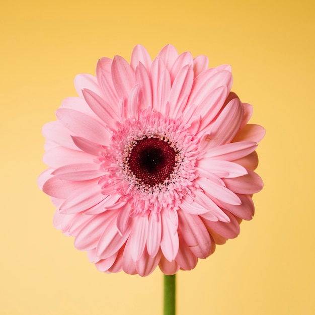 De roze bloem van de close-up op geel