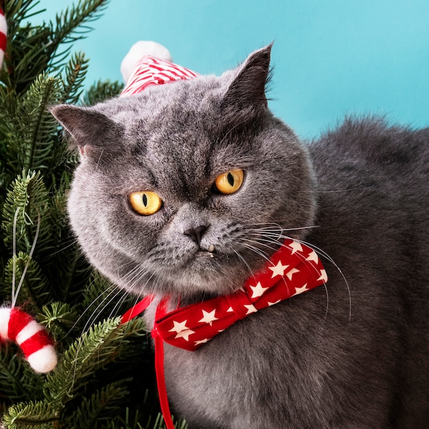 Gratis foto de schotse kat die van vouwen rode boog het vieren kerstmis draagt