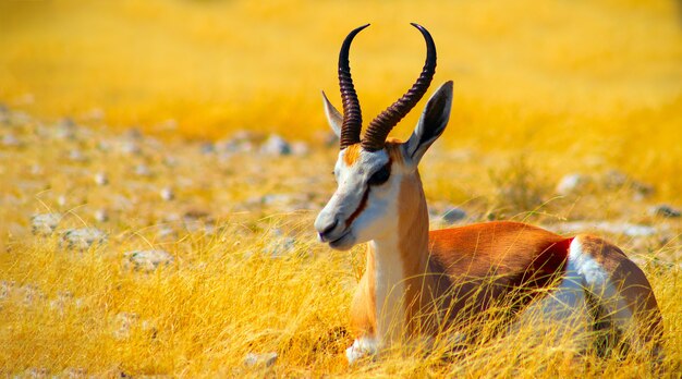 De springbok middelgrote antilope in hoog geel gras etosha national park namibië