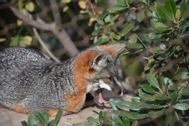 De vos van het Kanaaleiland gaapt met zijn tong zichtbaar.
