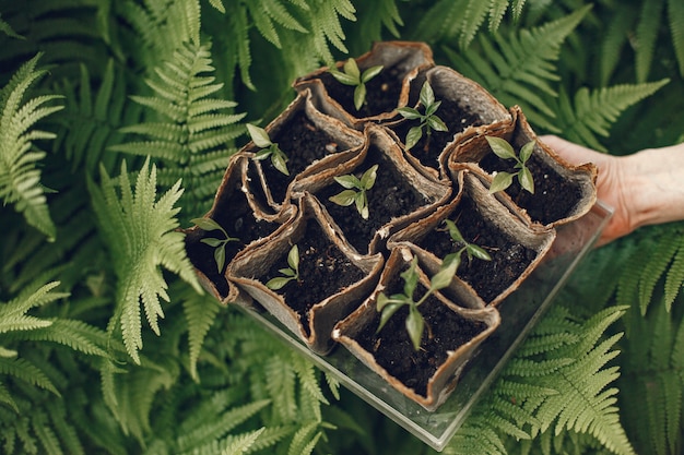 Gratis foto de vrouw dient handschoenen in die jonge plant planten