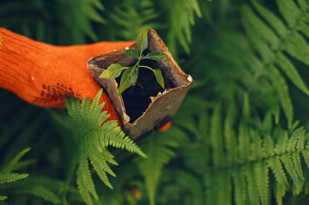 De vrouw dient handschoenen in die jonge plant planten