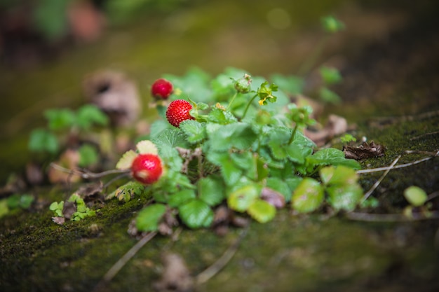 Gratis foto de wilde aardbeiplant met groen doorbladert en rood fruit