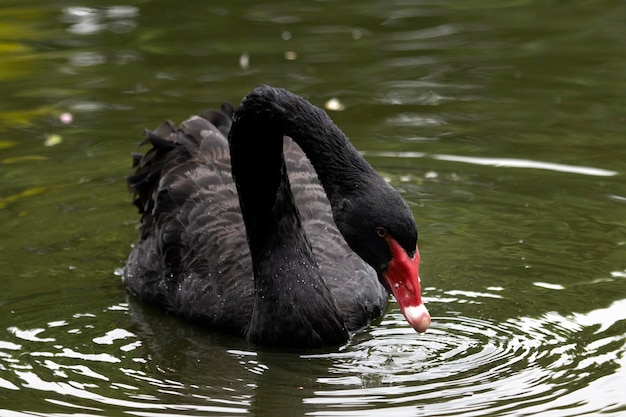 De zwarte zwaan in de rivier is op zoek naar voedsel