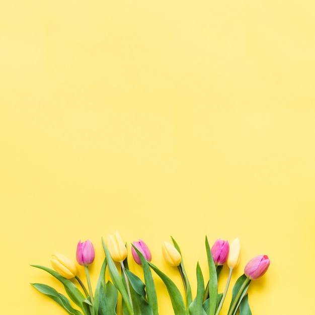 Gratis foto decoratieve kleurrijke tulpenbloemen op een achtergrond