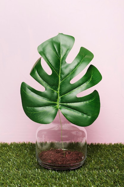 Gratis foto decoratieve plant binnen minimale vaas