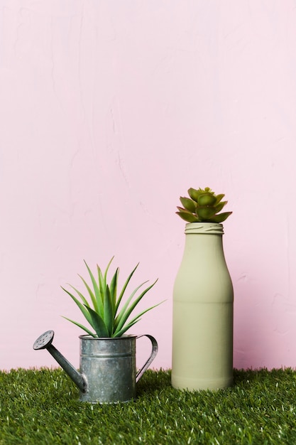 Gratis foto decoratieve plant binnen minimale vaas