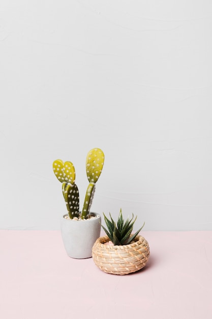 Gratis foto decoratieve plant binnen minimale vaas