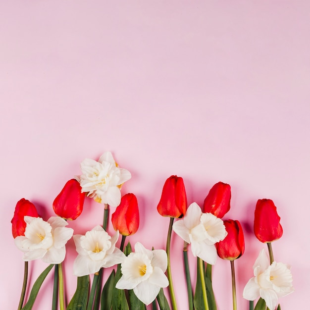 Gratis foto decoratieve tulpenbloemen