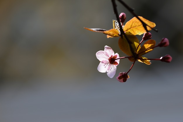 &quot;Delicate flower and sprouts on branch&quot;