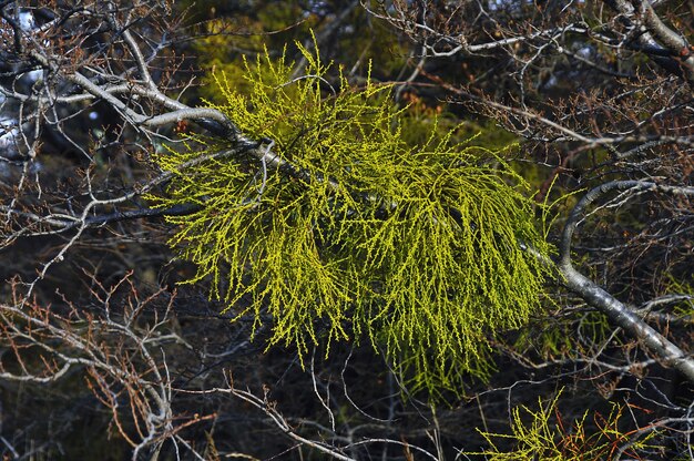 Dennenbladeren op gedroogde takken van de boom