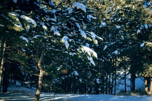 Dennenbos bedekt met sneeuw