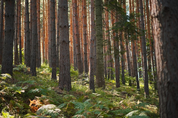 Dennenbos in de ochtendzon bosbaden gezondheid herstel idee voor achtergrond