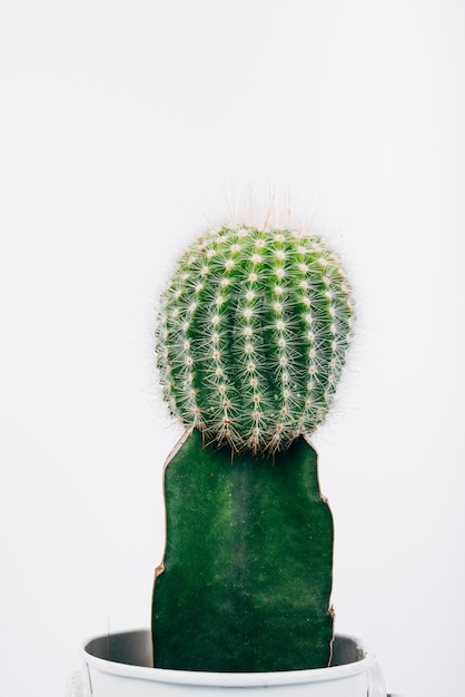 Detail dat van groene cactusinstallatie is ontsproten in pot over witte achtergrond