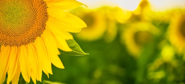 Gratis foto detail van een bloeiende zonnebloem in een veld selectieve focus close-up met vrije ruimte voor tekst idee