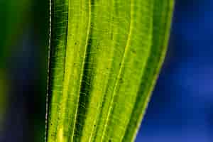 Gratis foto detail van een groen blad