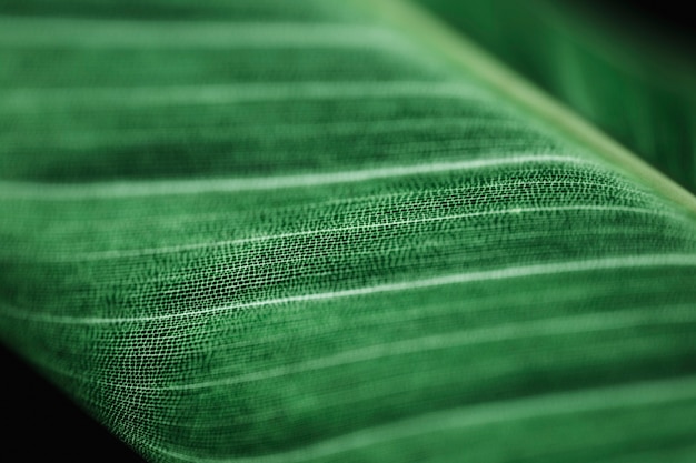 Gratis foto detail van een groen blad