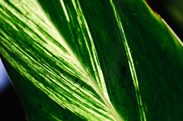 Detail van een groen blad