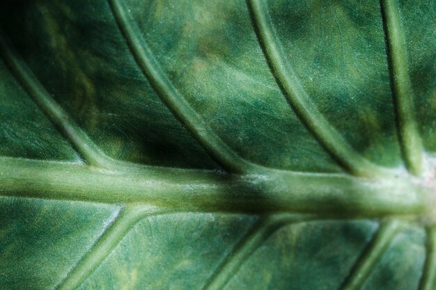 Detail van een groen blad