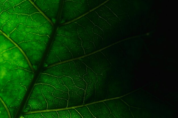 Detail van een groen blad