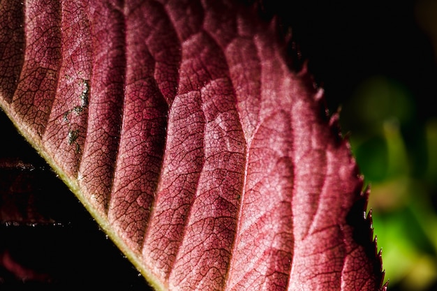 Gratis foto detail van een rood blad