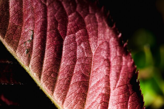 Detail van een rood blad