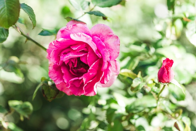 Detail van een roze roos