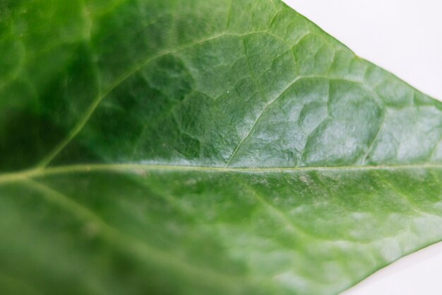 Detail van een vers groen blad wordt geschoten dat