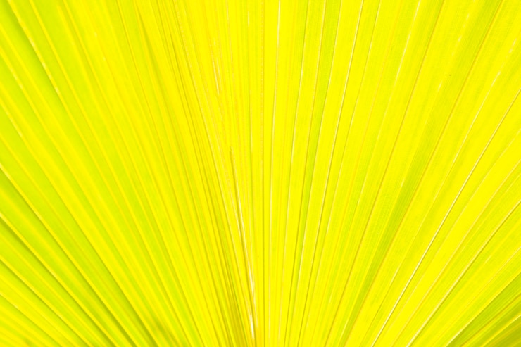 Gratis Foto detail van palmbladen gele achtergrond