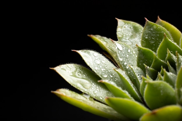 Details kamerplantentexturen