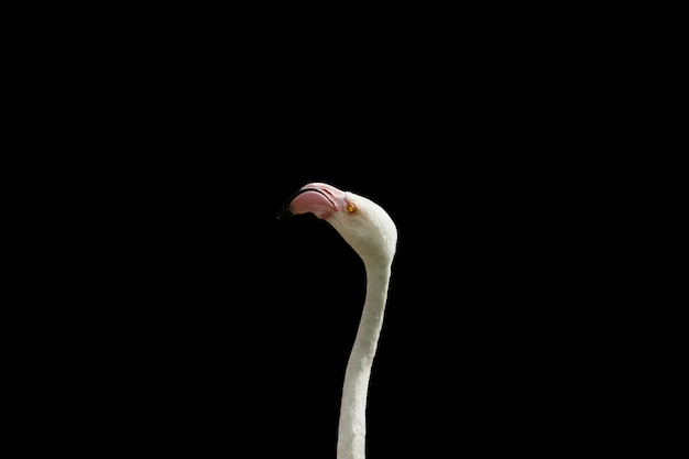 Gratis foto dicht schot van het hoofd van een flamingo met een zwarte