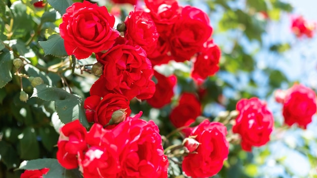 Dichte mening van een struik van rode rozen