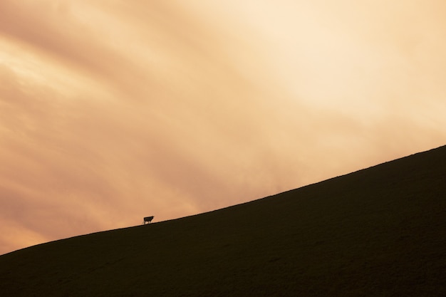 Gratis foto dier silhouet op heuvel met avondrood