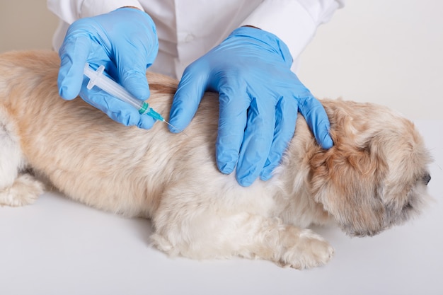 Dierenarts in latex houdt van dong-injectie voor hond, dierenarts houdt spuit in handen