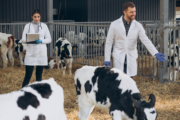 Dierenarts op de boerderij wandelen in de stal om de koeien te controleren