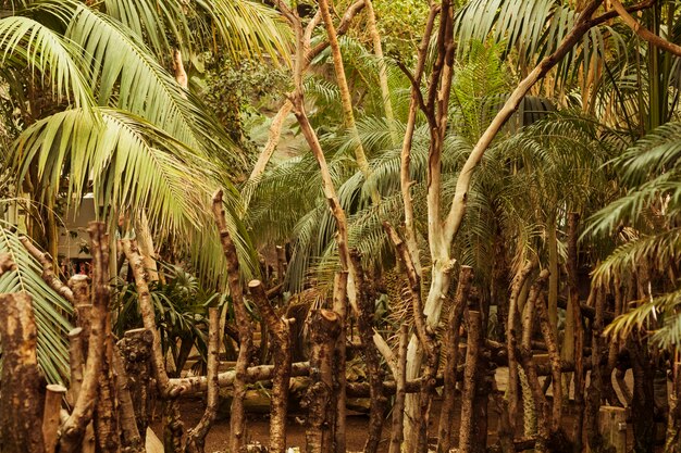 Dierlijke habitat