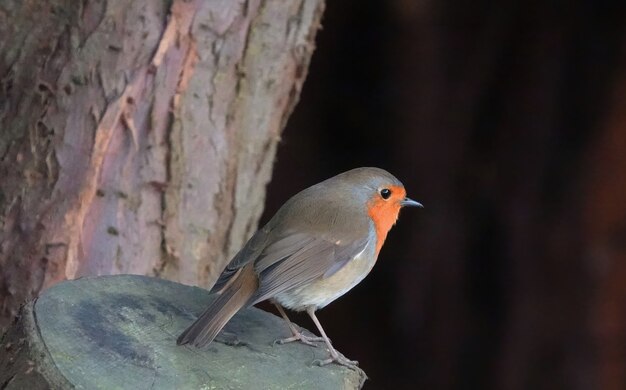 Dikke kleine Europese Robin-vogel die op een boomstronk in het bos staat met een wazige achtergrond