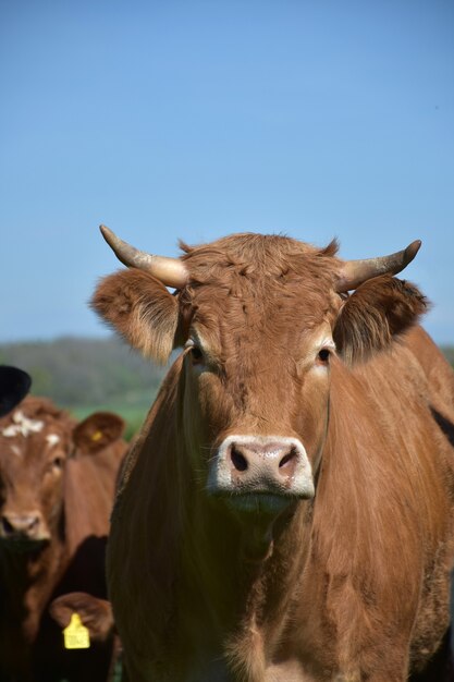 Directe blik in het gezicht van een koe met kleine hoorns.