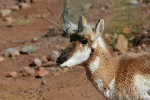 Directe blik in het gezicht van een pronghorn antilope op de droge vlaktes.