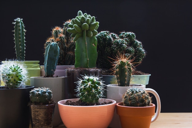 Divers type van mini groen succulent huis plant potten tegen zwarte achtergrond