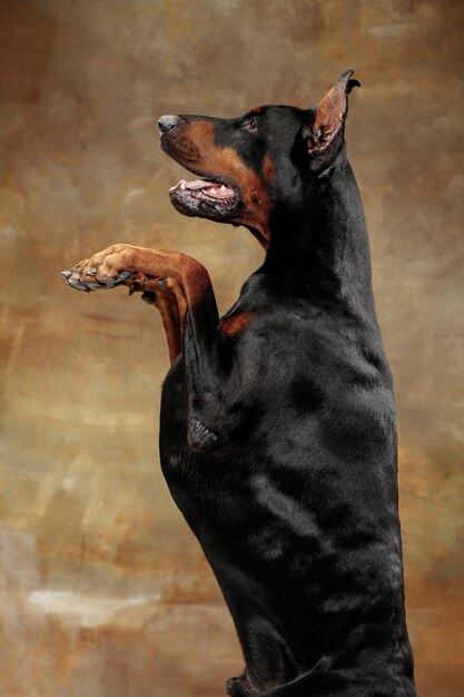 Dobermann Pinscher, grappige emotionele hond op studioachtergrond