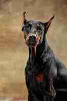 Gratis foto dobermann pinscher, grappige emotionele hond op studioachtergrond