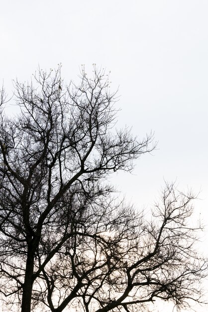 Dode boomtak tegen blauwe hemel (Gefilterde afbeelding verwerkt vintage effect.).
