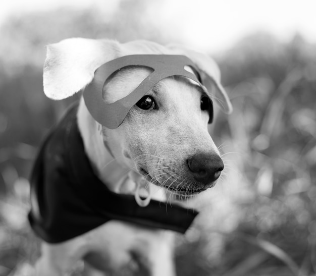 Gratis foto dog costume breed canine friend mammal animal