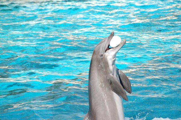 Dolfijn met een bal