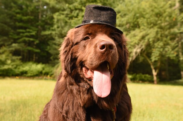 Domme bruine hond uit Newfoundland met zwarte hoge hoed