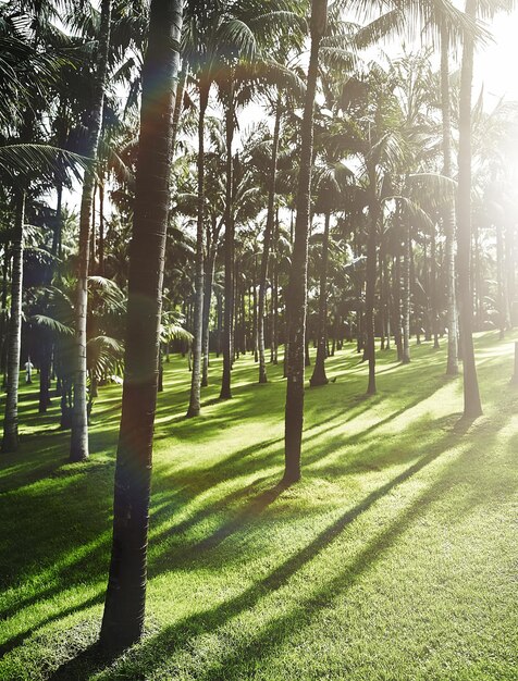 Donker zonnig bos vroeg in de ochtend bij zonsopgang