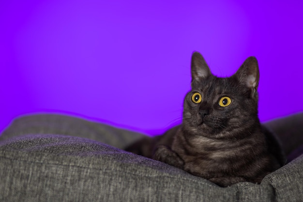 Donkere kat met amberkleurige ogen op een paarsrode achtergrond