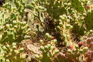 Gratis foto doornige cactussen met fruit